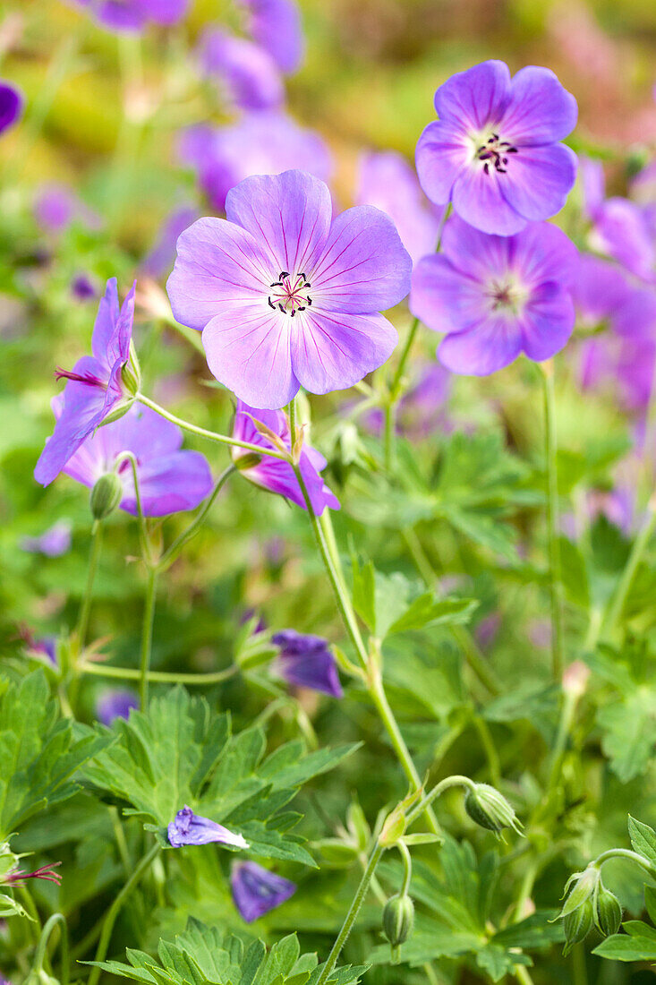 Geranium