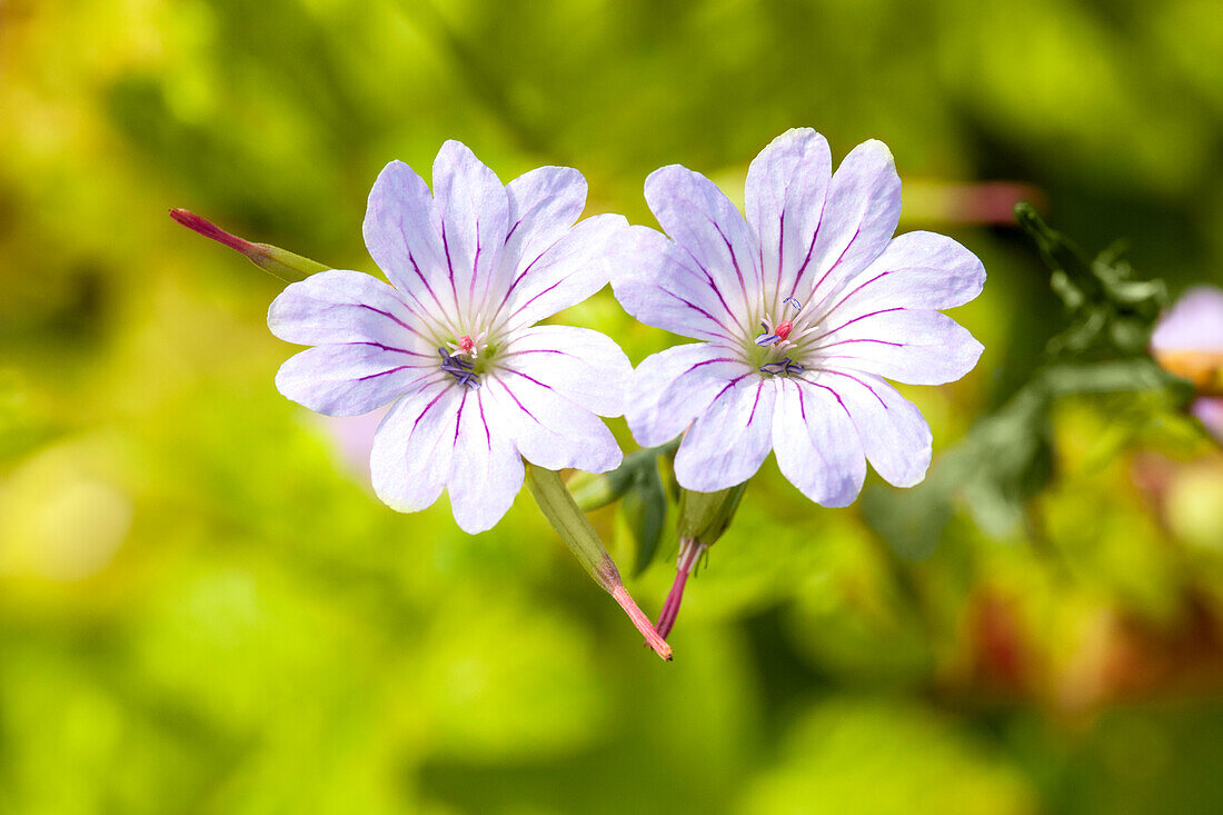 Geranium