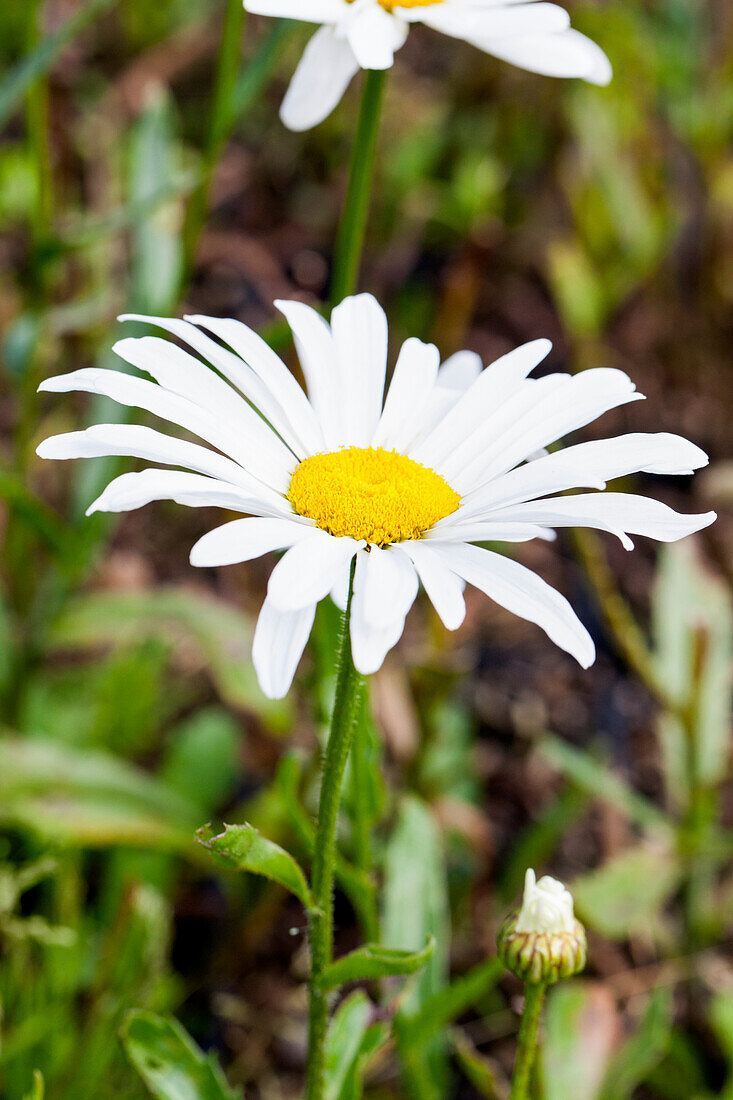 Leucanthemum x superbum 'Silver Princess