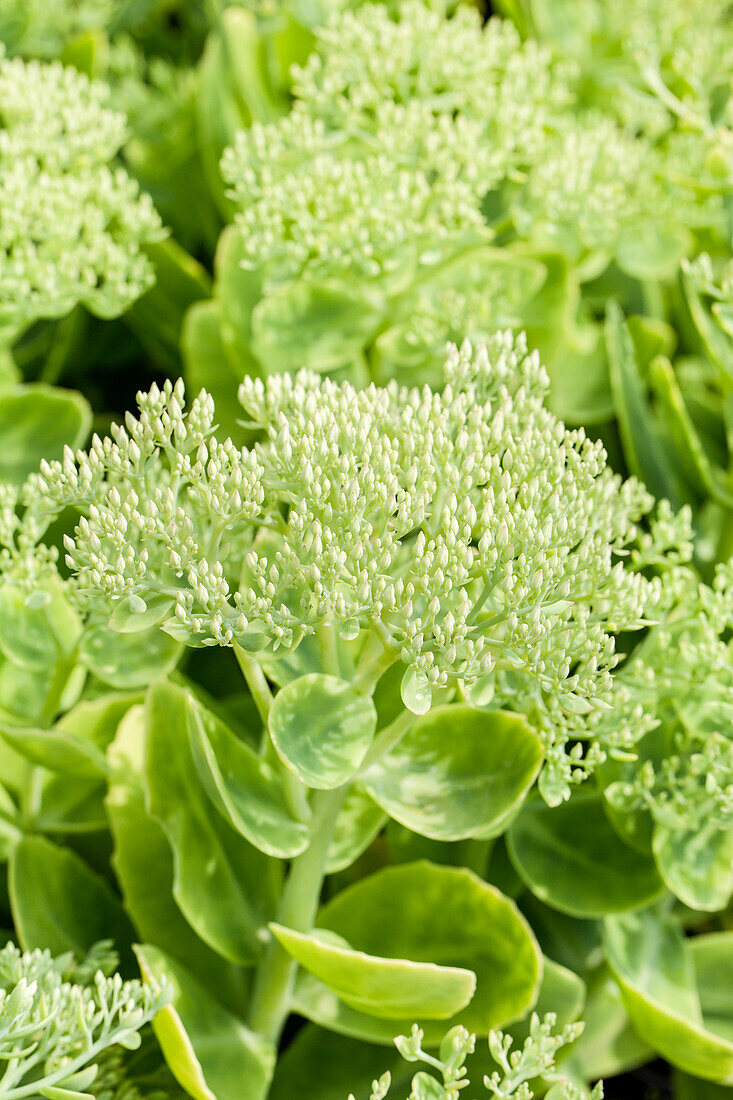 Sedum spectabile