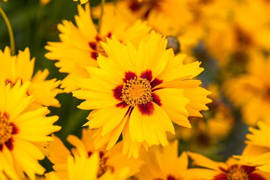 Coreopsis lanceolata 'Sterntaler'