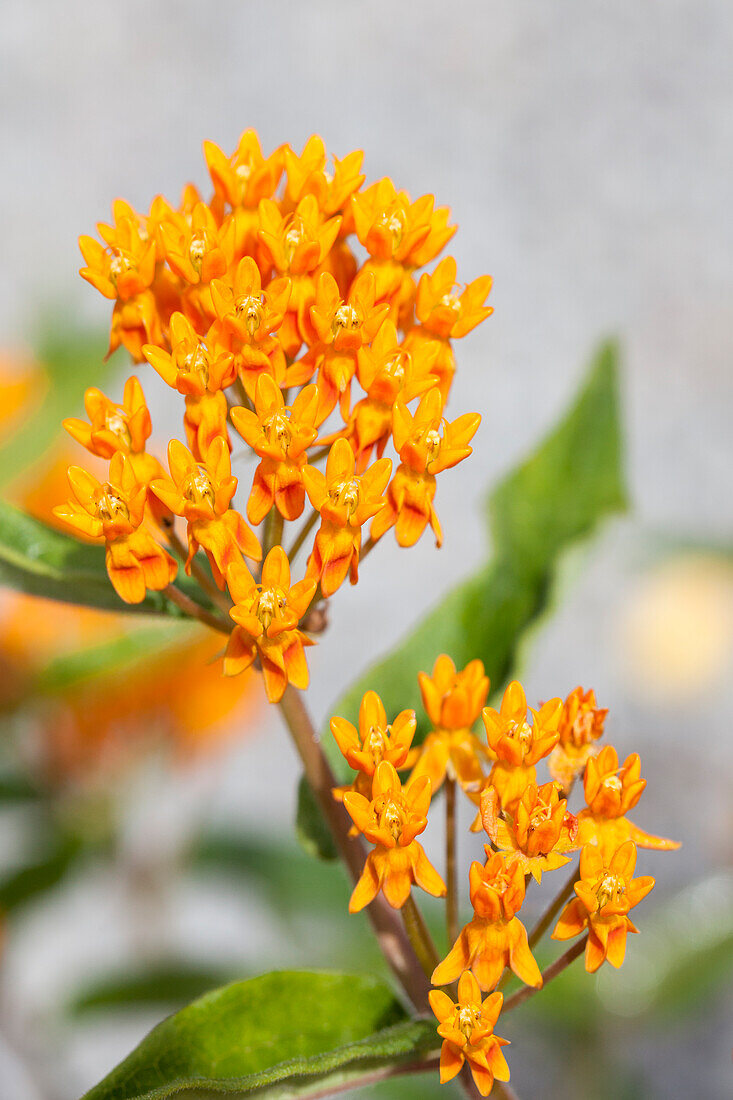 Asclepias tuberosa