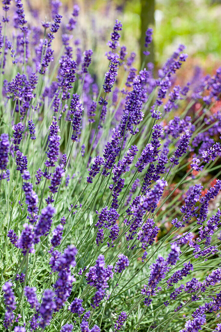 Lavandula angustifolia