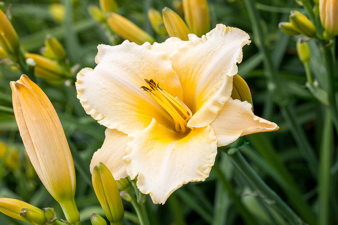 Hemerocallis