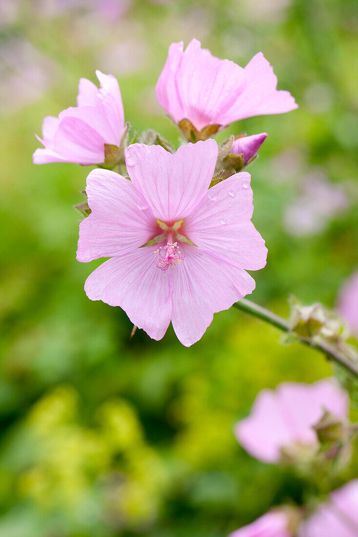 Malva moschata