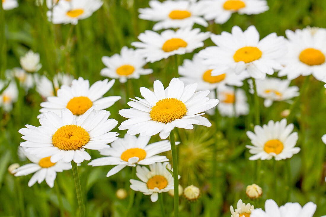 Leucanthemum x superbum