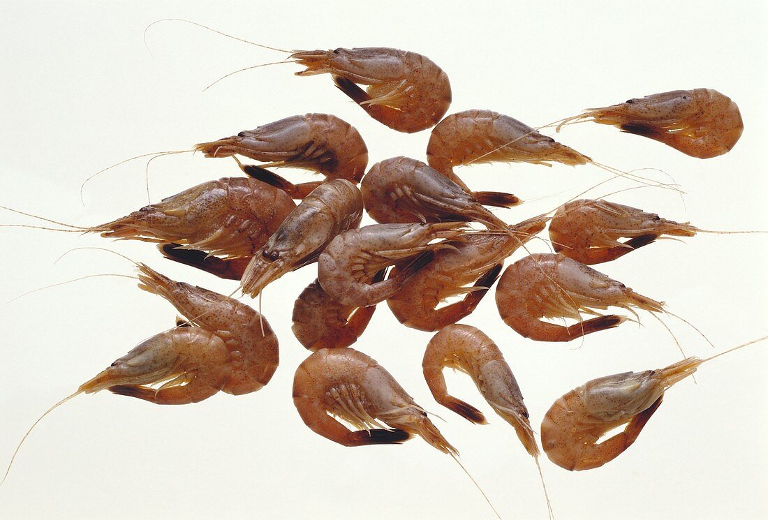 Common shrimps