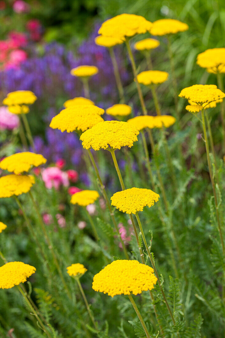 Achillea filipendulina Parker