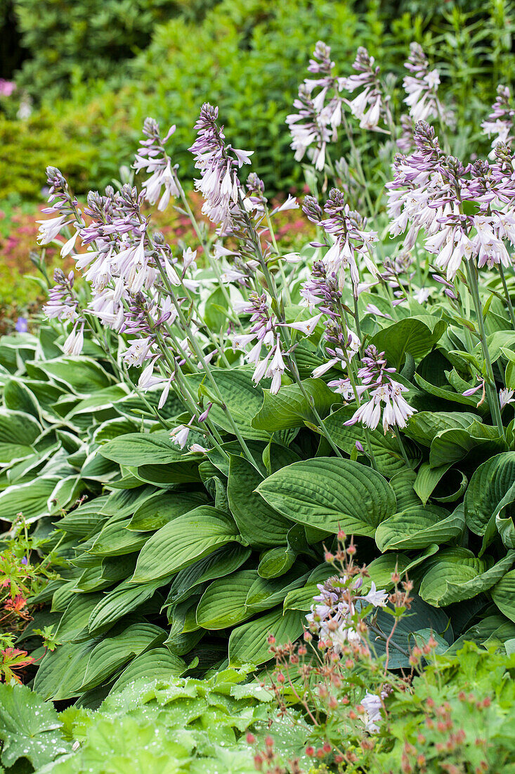 Hosta