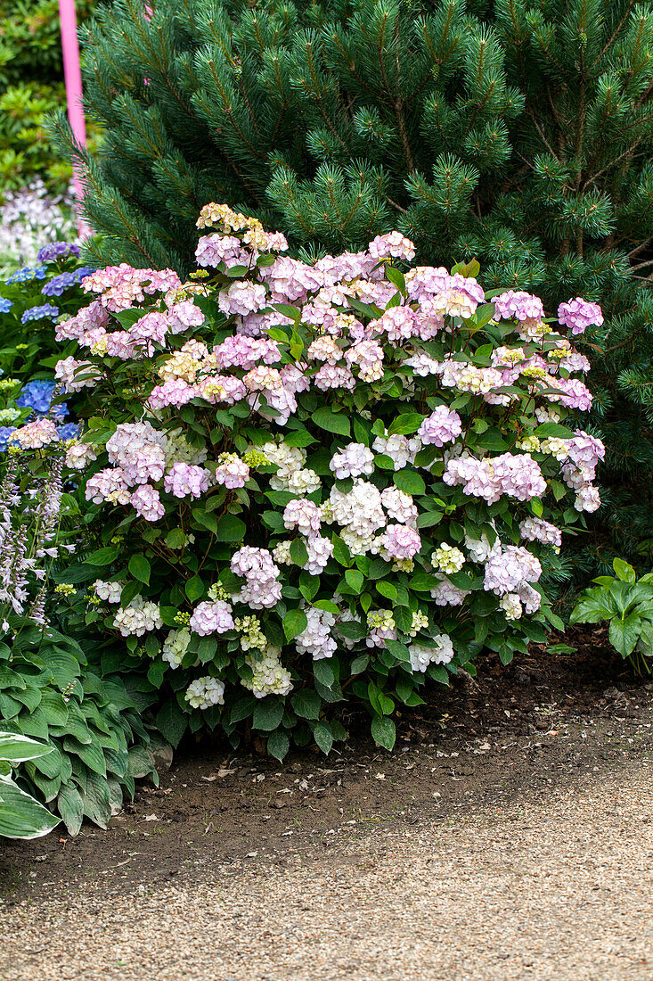 Hydrangea macrophylla