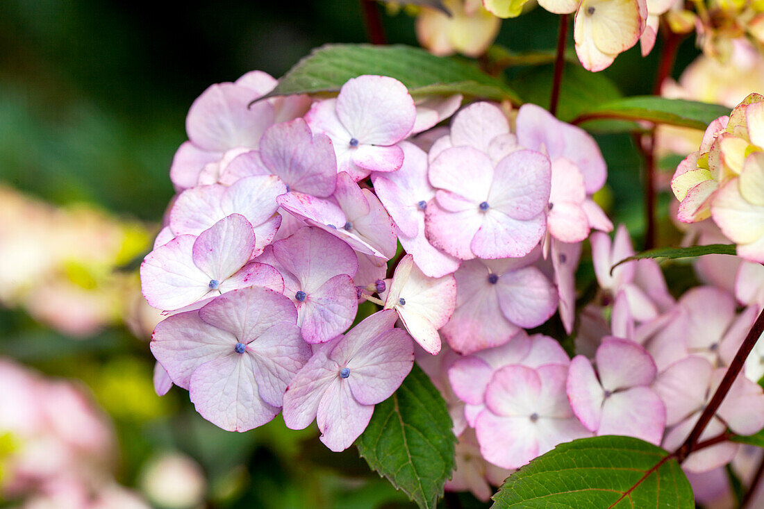 Hydrangea macrophylla