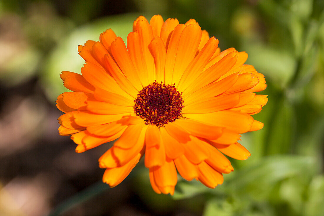 Calendula officinalis