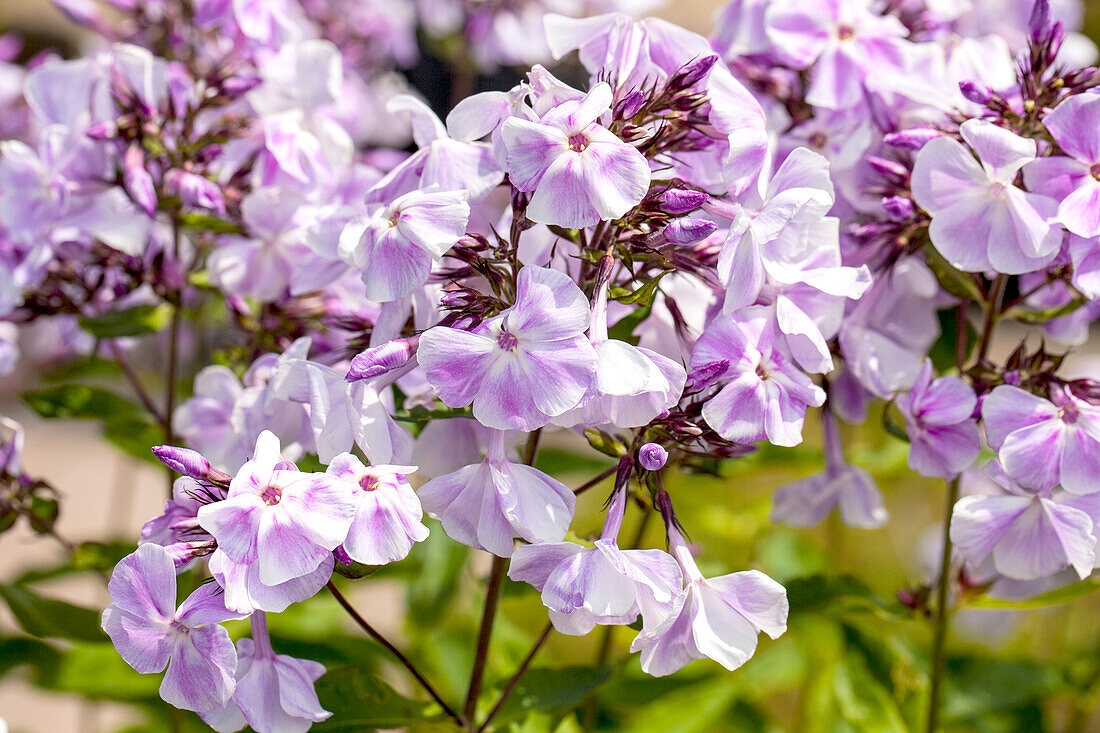 Phlox paniculata 'Prospero'