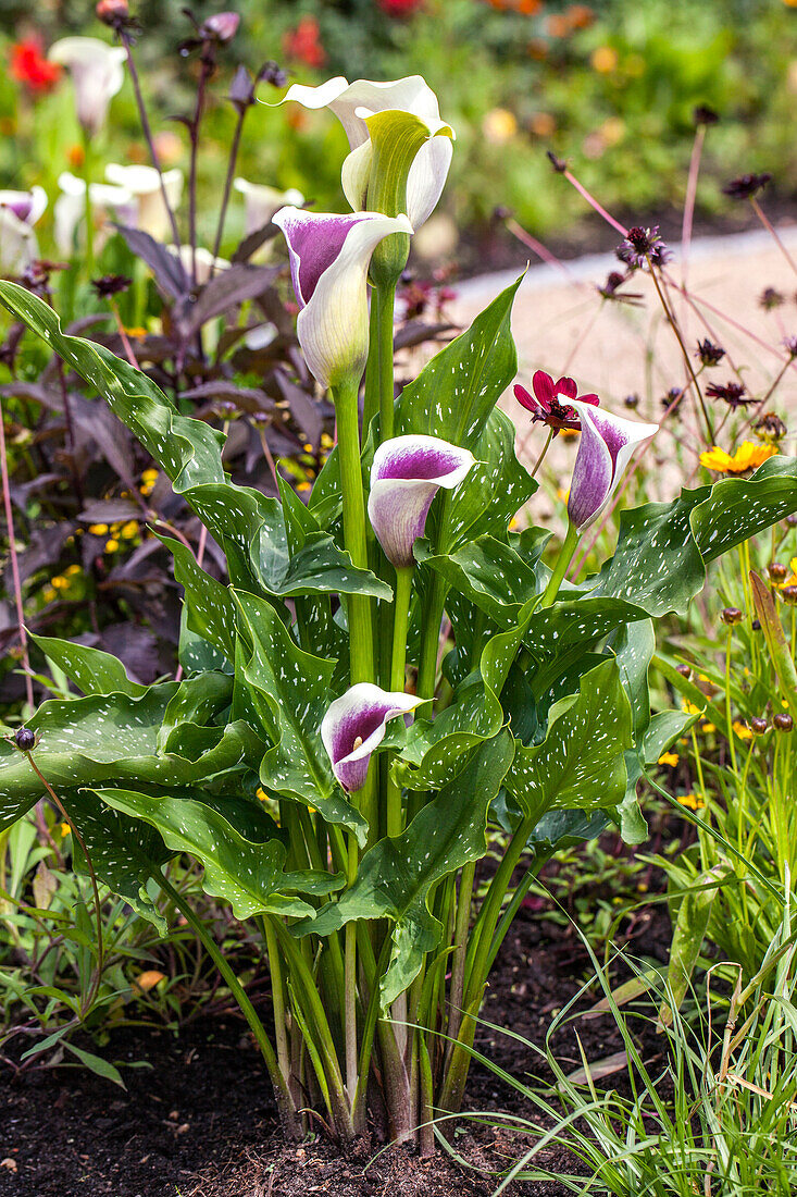 Zantedeschia aethiopica 'Picasso'