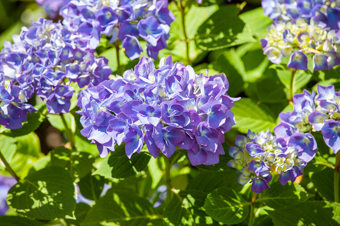 Hydrangea macrophylla