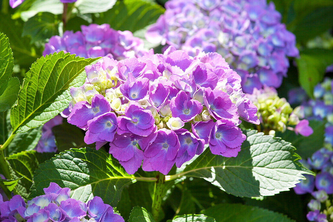 Hydrangea macrophylla