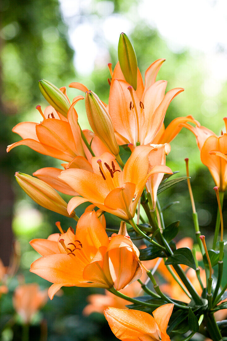 Lilium 'Royal Trinity'