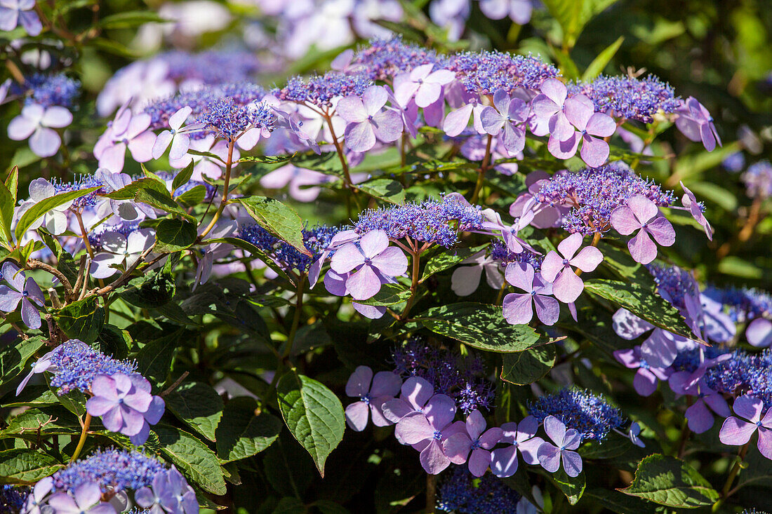 Hydrangea macrophylla 'Bodensee'