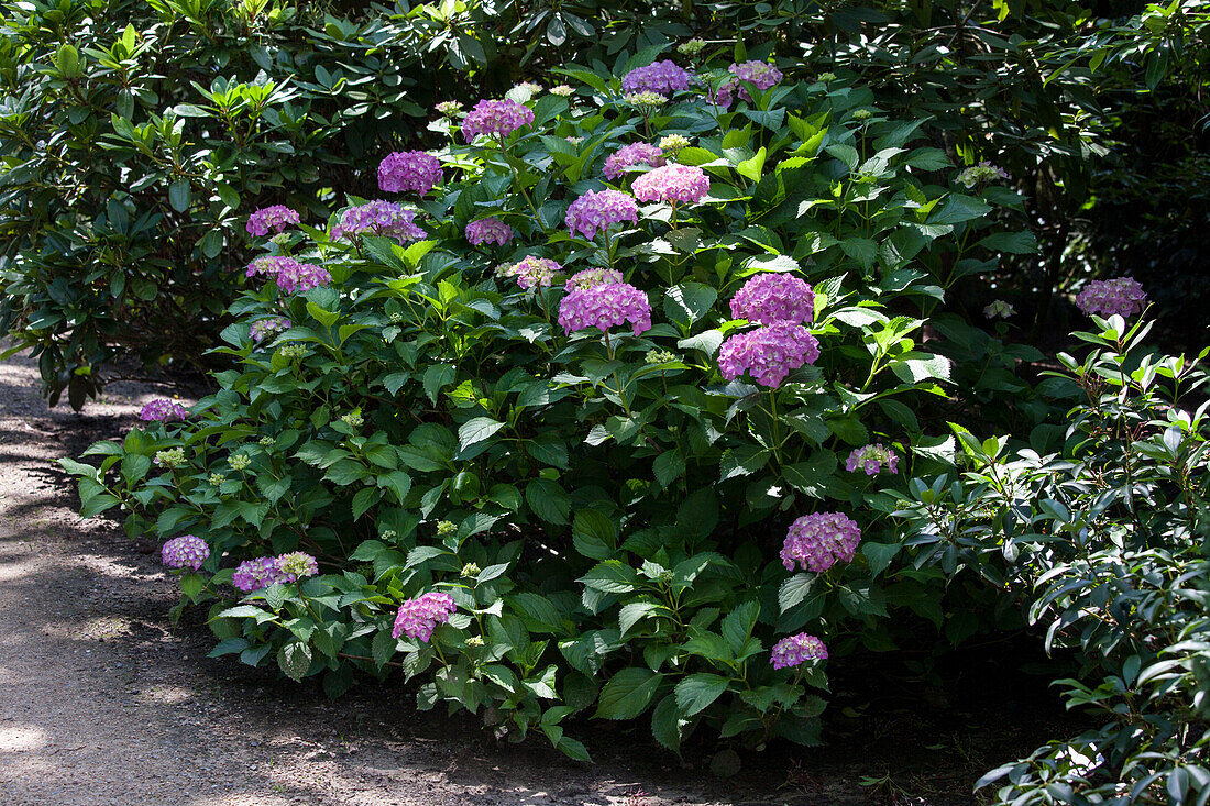 Hydrangea macrophylla 'King George VII'