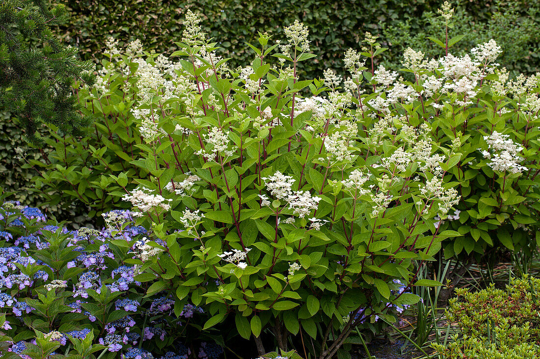 Hydrangea paniculata 'Wim's Red'(s)