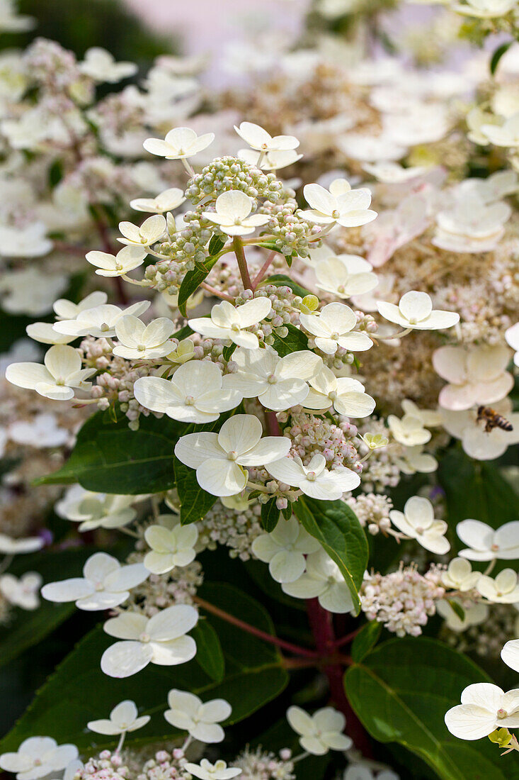 Hydrangea paniculata 'Dharuma' ((s))