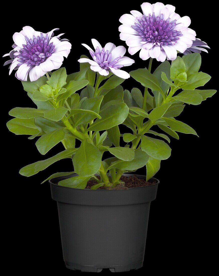 Osteospermum ecklonis FlowerPower® 'Violet Ice'