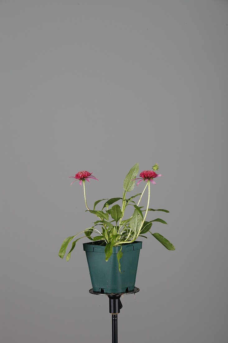 Echinacea purpurea 'Pink Double Delight