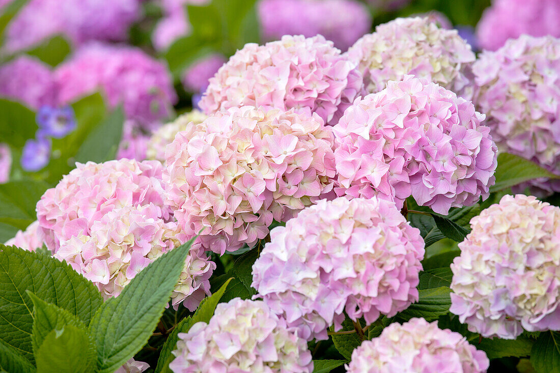 Hydrangea 'Endless Summer'®