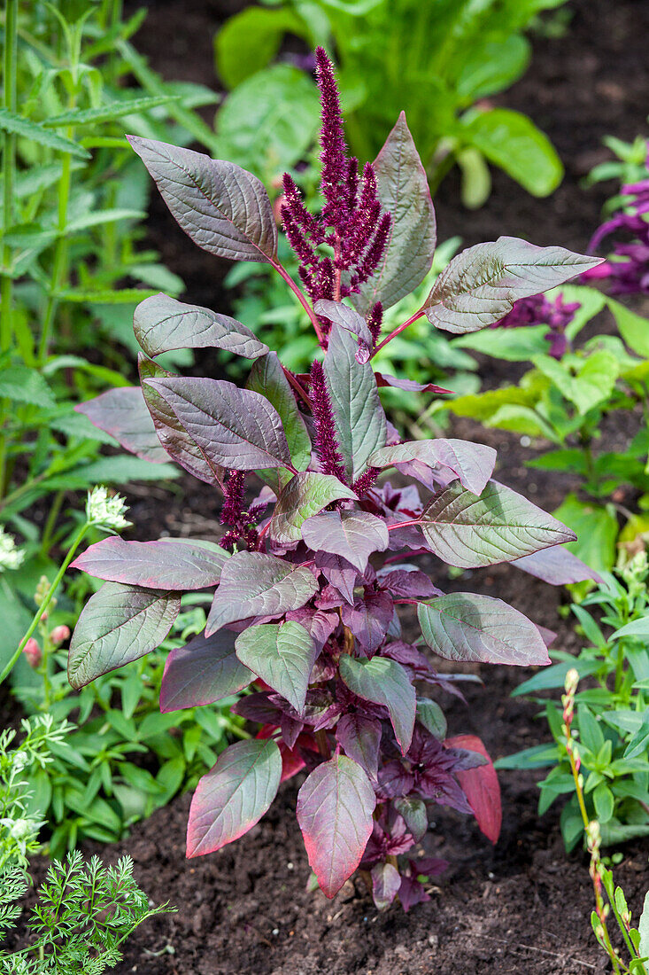 Amaranthus hypochondriacus