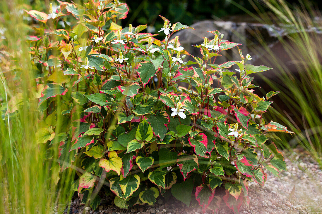 Houttuynia cordata