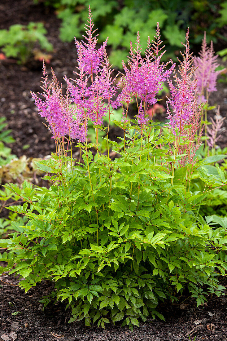 Astilbe japonica