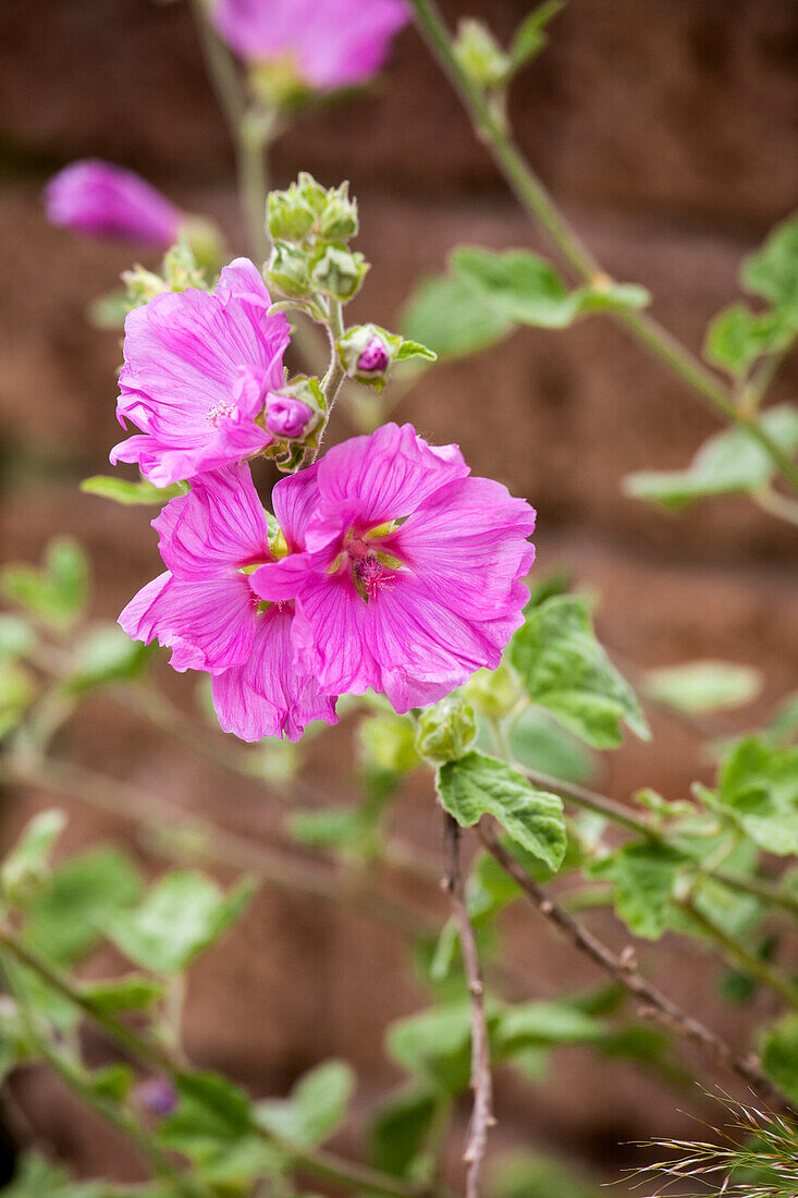 Malva moschata