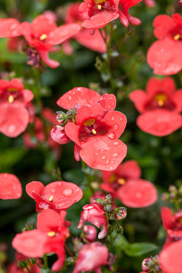 Diascia barberae Juliet™ 'Orange'