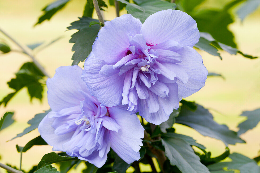 Hibiscus syriacus