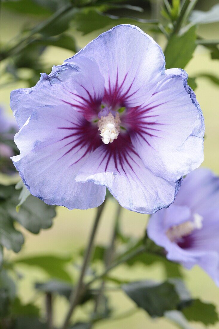 Hibiscus syriacus