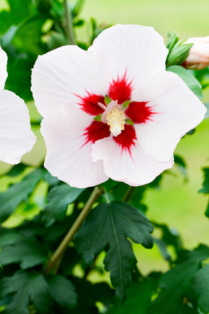 Hibiscus syriacus