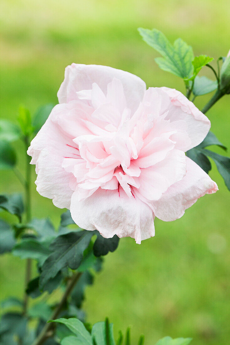 Hibiscus syriacus 'Pink Chiffon'®