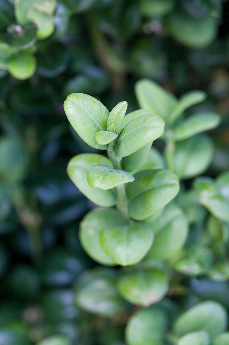 Buxus sempervirens Aborescens