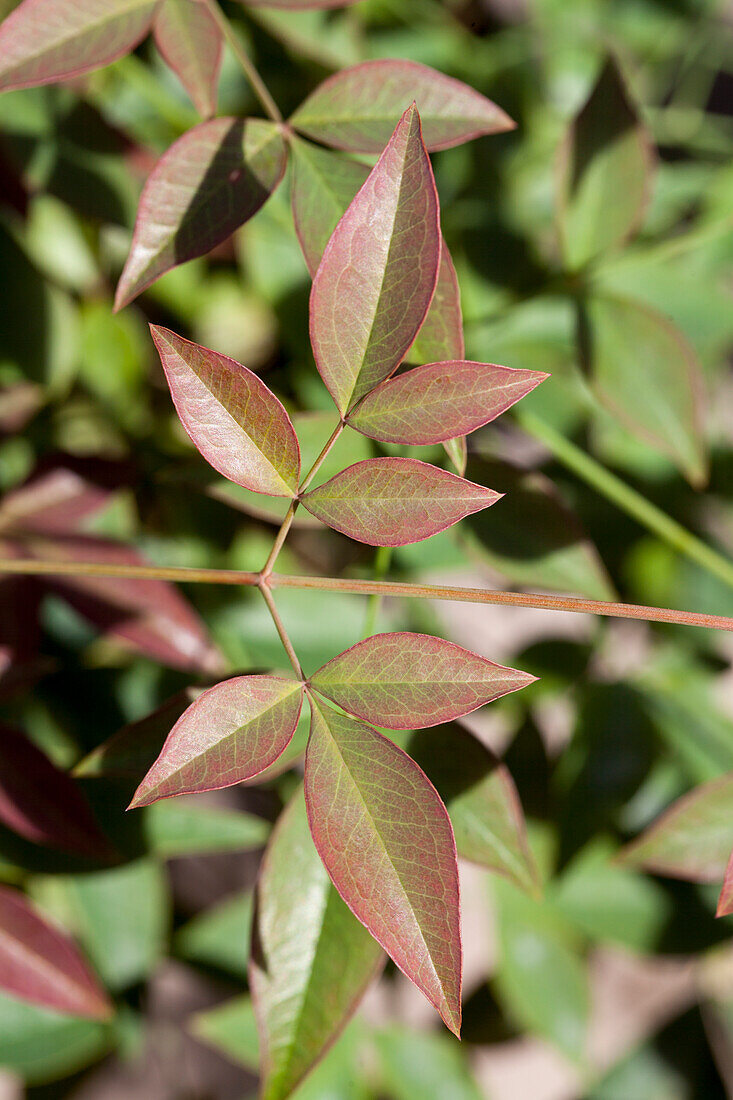 Nandina domestica