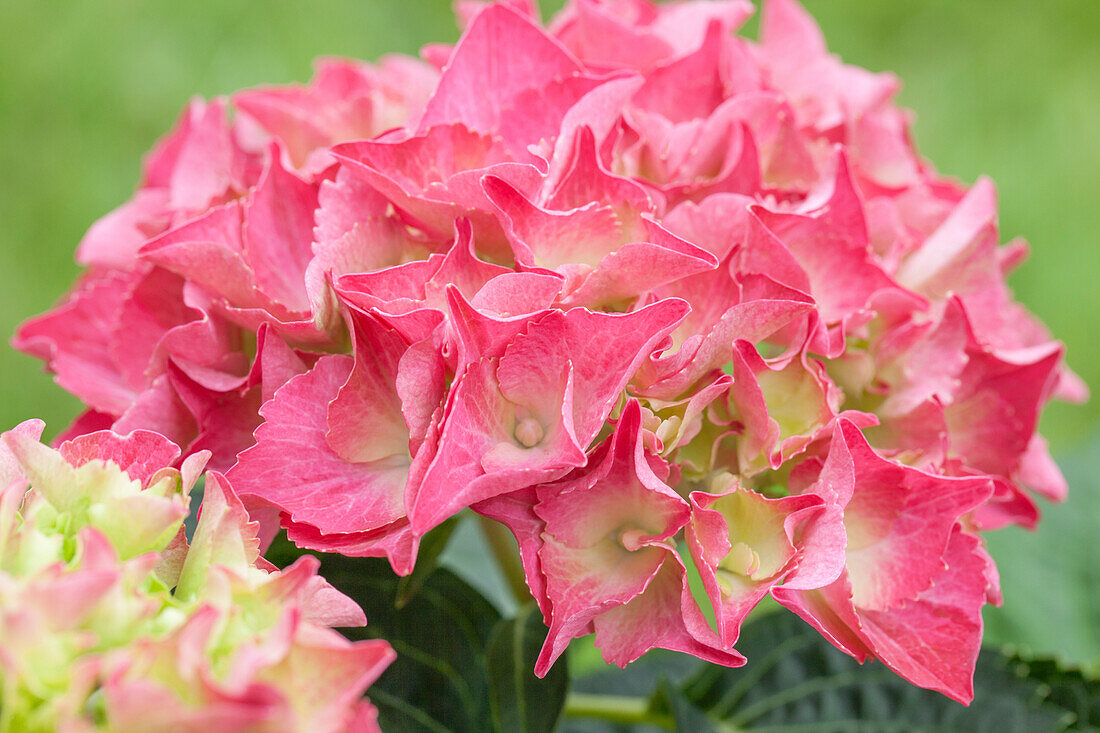 Hydrangea 'Everbloom' Red Wonder