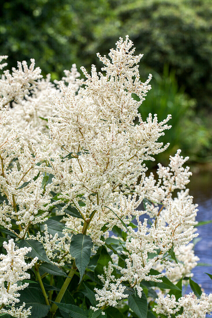 Aruncus dioicus