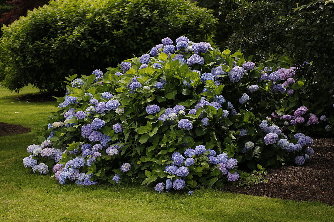 Hydrangea