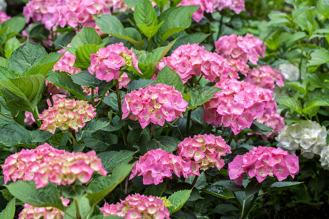 Hydrangea macrophylla, pink