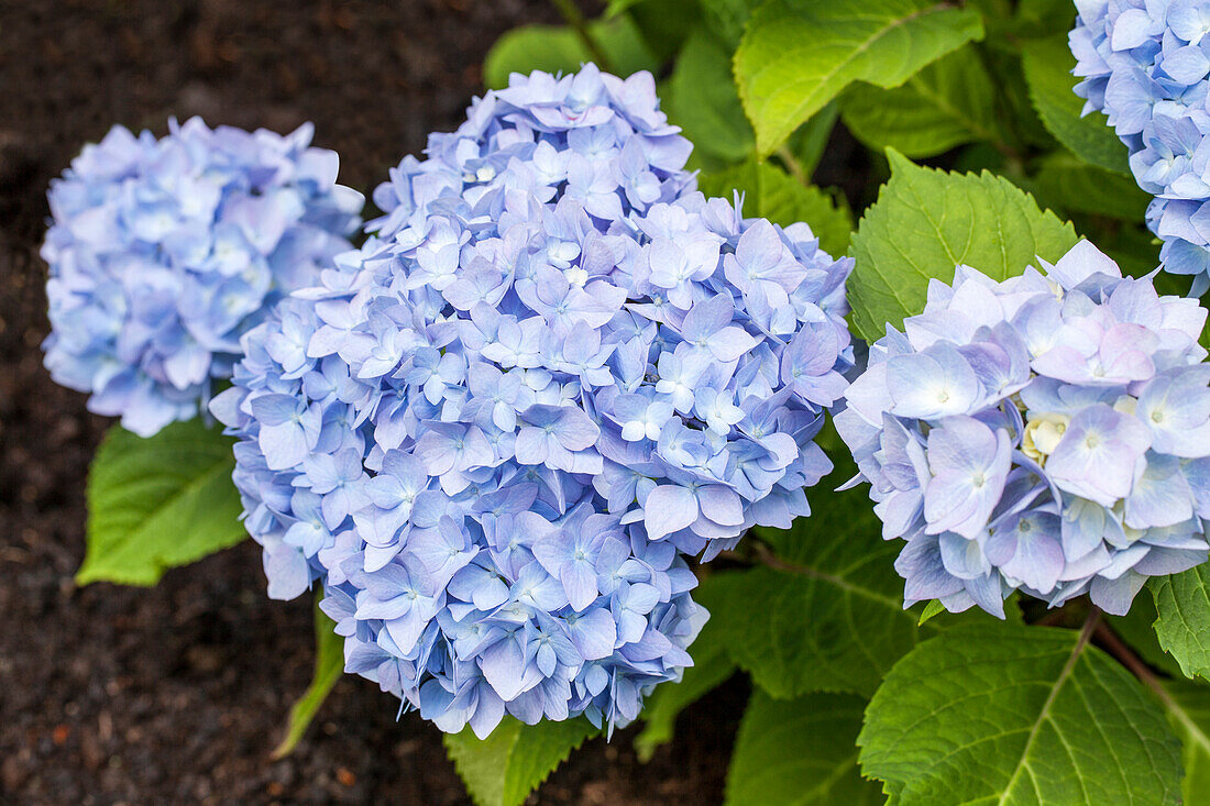 Hydrangea macrophylla, blau