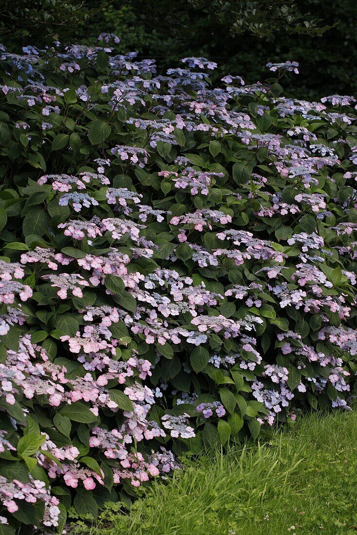 Hydrangea macrophylla, rosa Tellerblüten