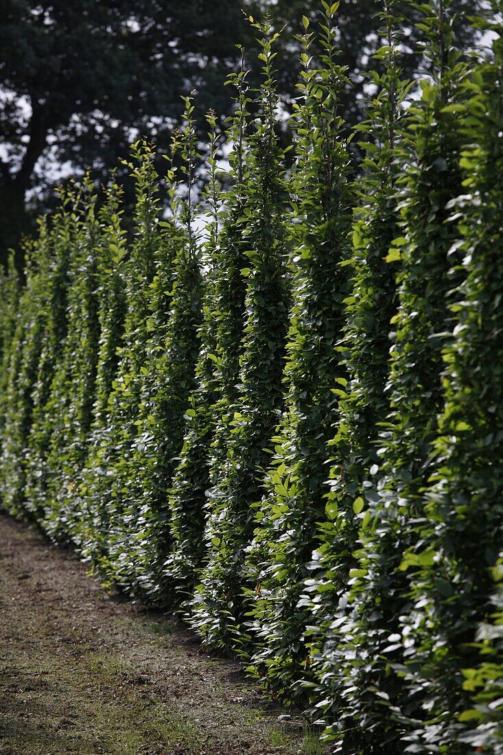 Carpinus betulus Fastigiata