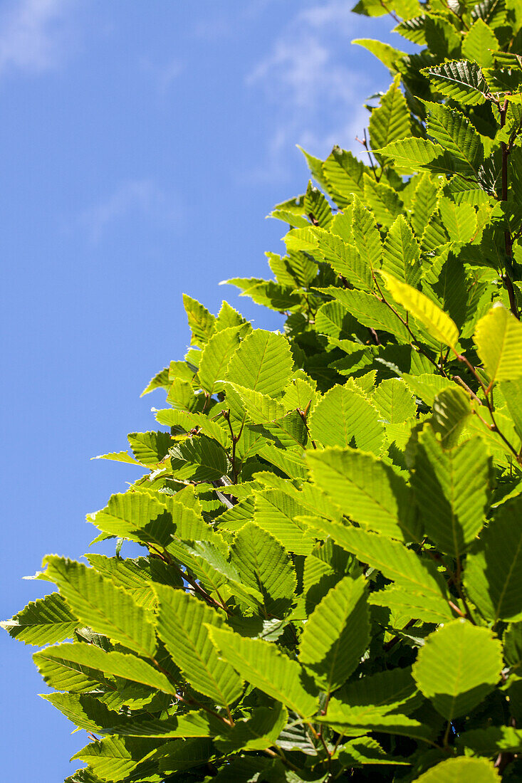 Carpinus betulus 'Frans Fontaine'