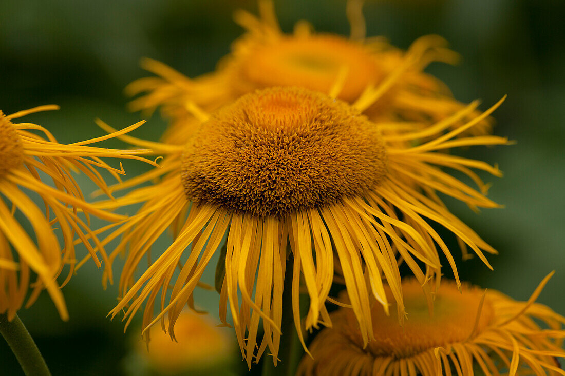 Doronicum