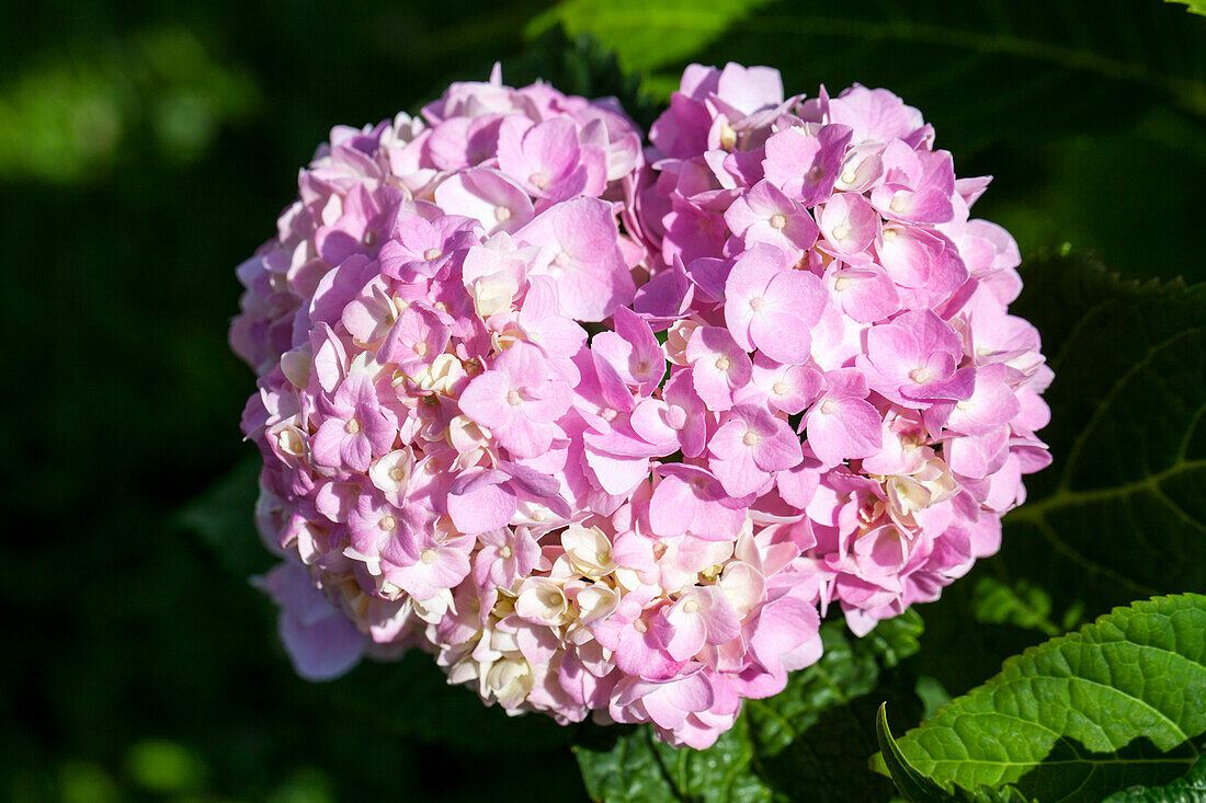 Hydrangea macrophylla, pink