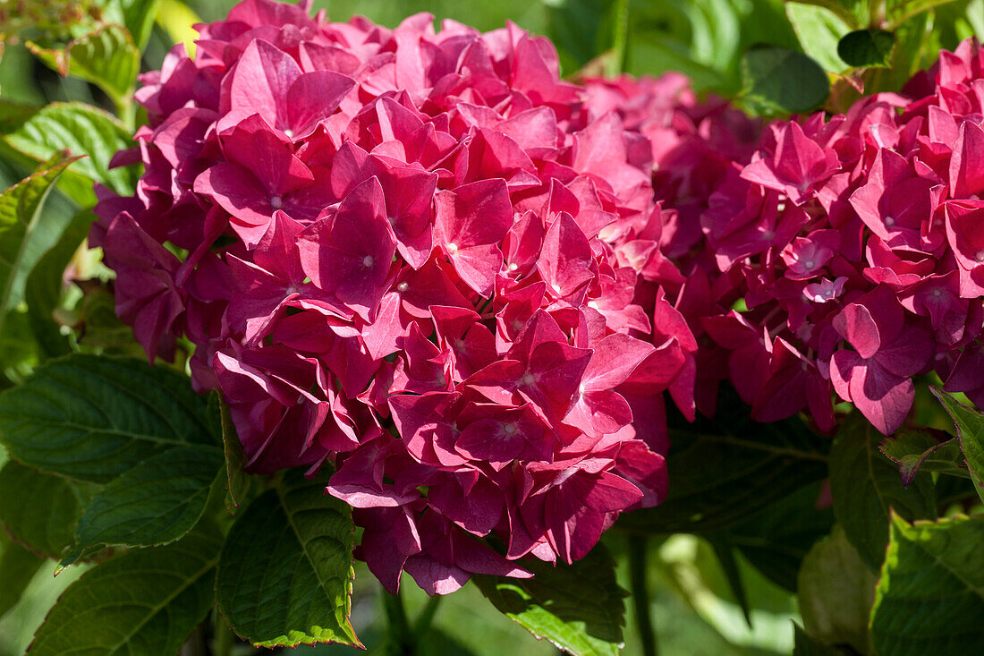 Hydrangea macrophylla 'Hobergine'®